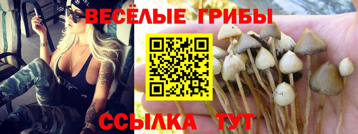 Псилоцибиновые грибы Psilocybine cubensis  Вход с VPN  Красногорск  Псилоцибиновые грибы Psilocybine cubensis 